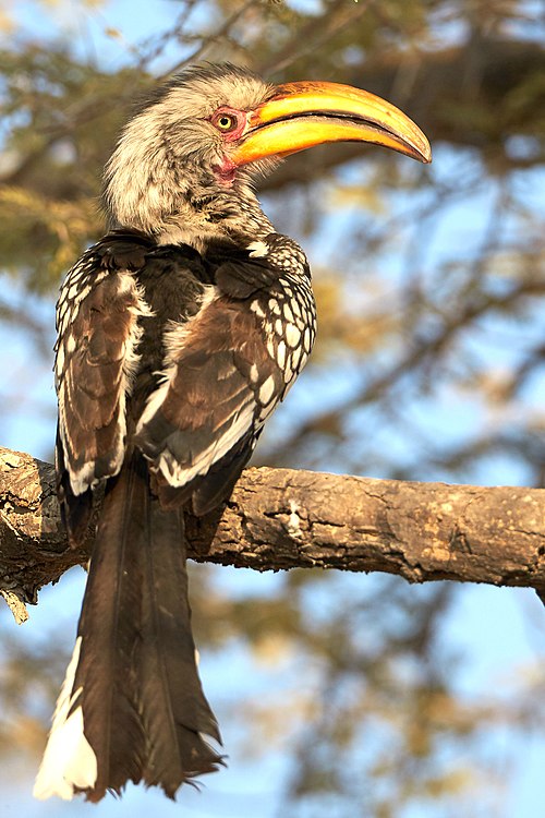 File:Southern Yellow-Billed Hornbill 2019-07-25.jpg