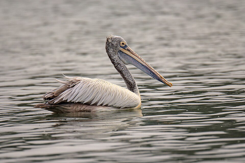 File:Spot-billed pelican-02.jpg