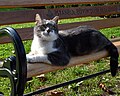 Katze im Topkapı-Palast, Gartenbereich im dritten Hof
