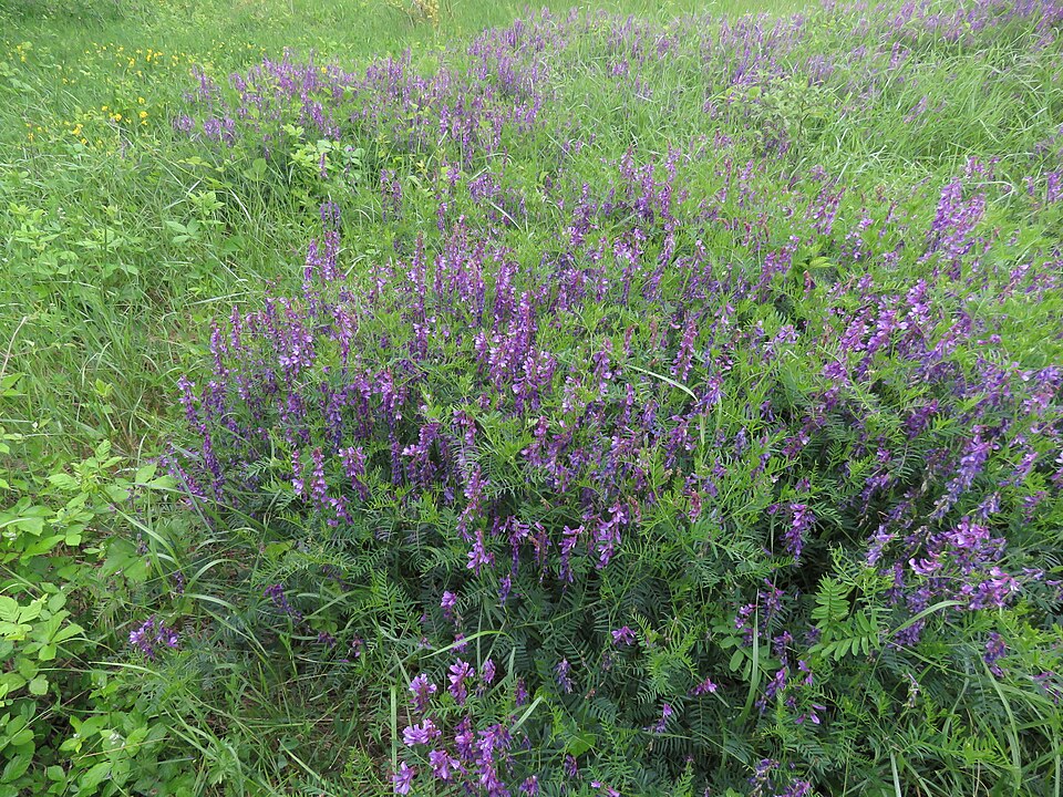 File:Vicia craca, Sićevačka klisura, Niš, Srbija.jpg