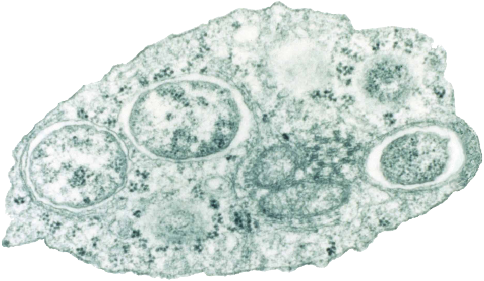 File:Wolbachia.png