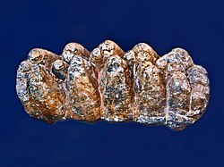 Molar of Anancus arvernensis