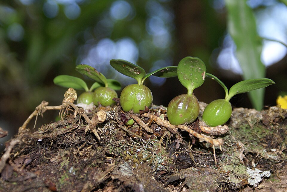 File:Bulbophyllum nutans.JPG