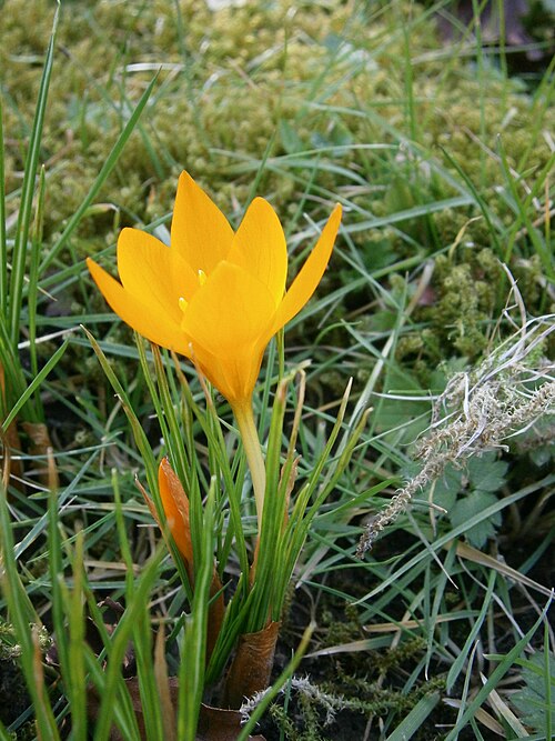 File:Crocus flavus ssp flavus 06.jpg