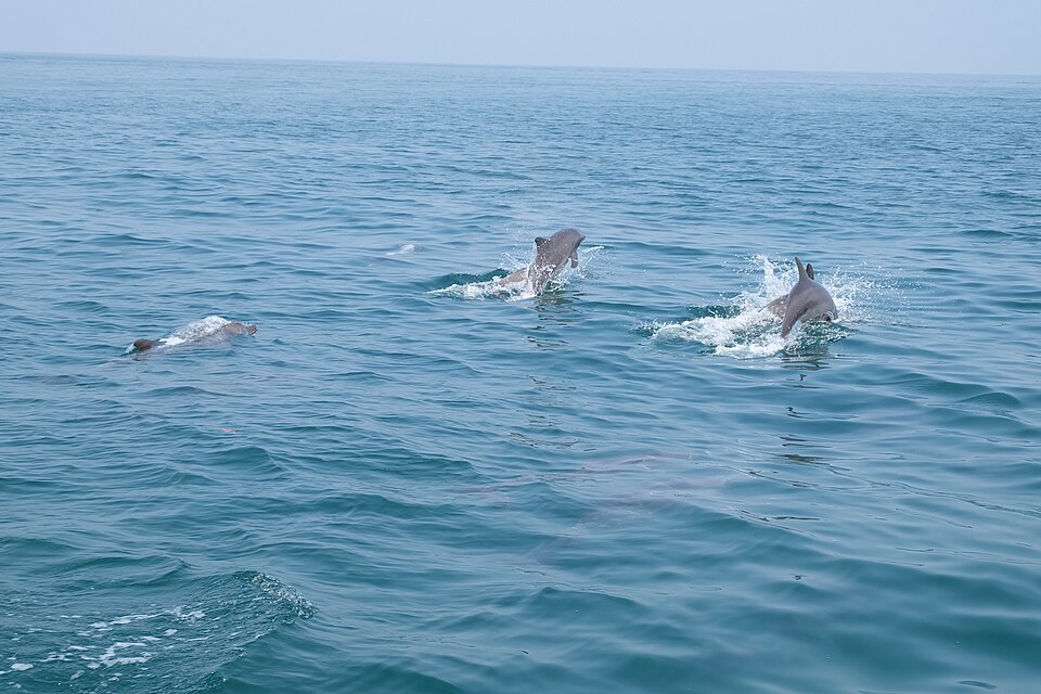 File:Dolphins! it's time to show off!.jpg