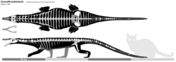 Doswellia skeletal}