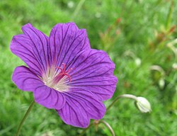 This Geranium incanum flower has shed its stamens, and deployed the tips of its pistil without accepting pollen from its own anthers. (It might of course still receive pollen from younger flowers on the same plant.)