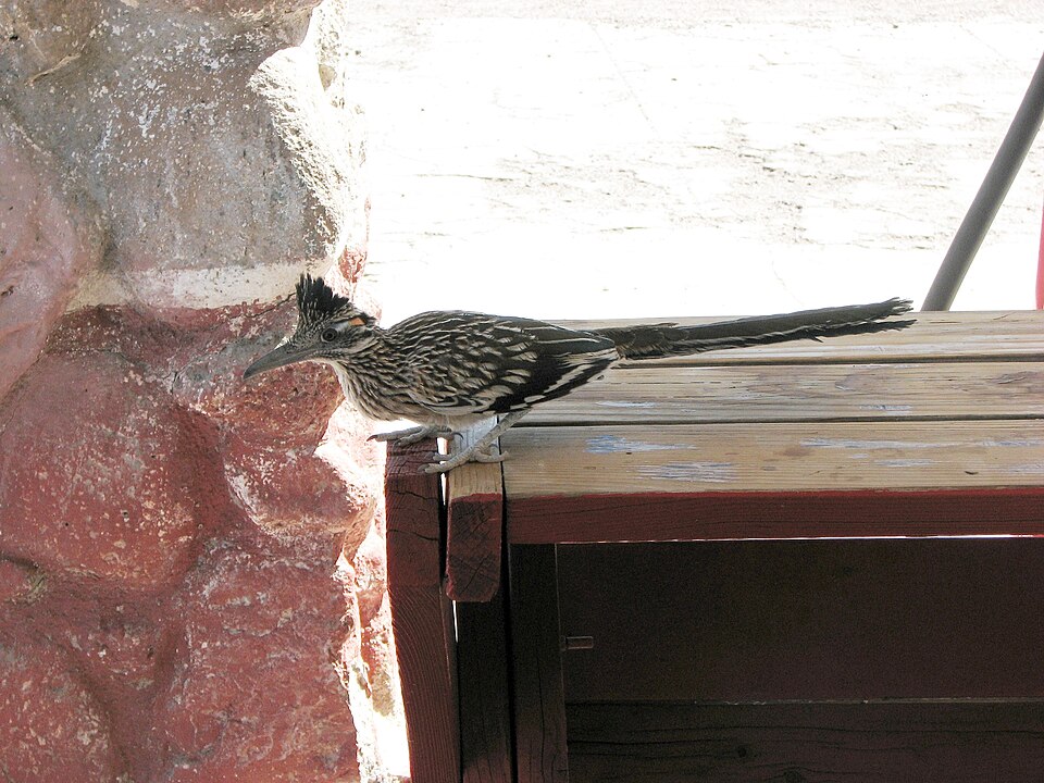 File:Greater Roadrunner (Geococcyx californianus) 2.jpg