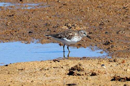 Least sandpiper Calidris minutilla Cuba