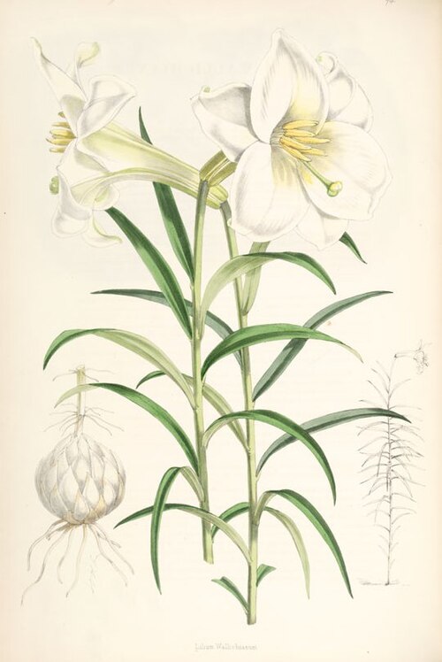 File:Lilium wallichianum.jpg