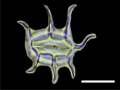Thumbnail for version as of 22:46, 17 May 2021