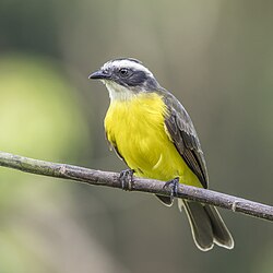Social flycatcher Myiozetetes similis columbianus Colombia