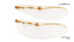 Female wings