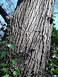 Bark