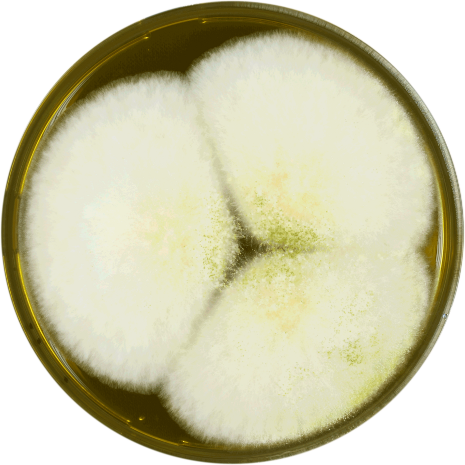 File:Aspergillus nomius meaox.png
