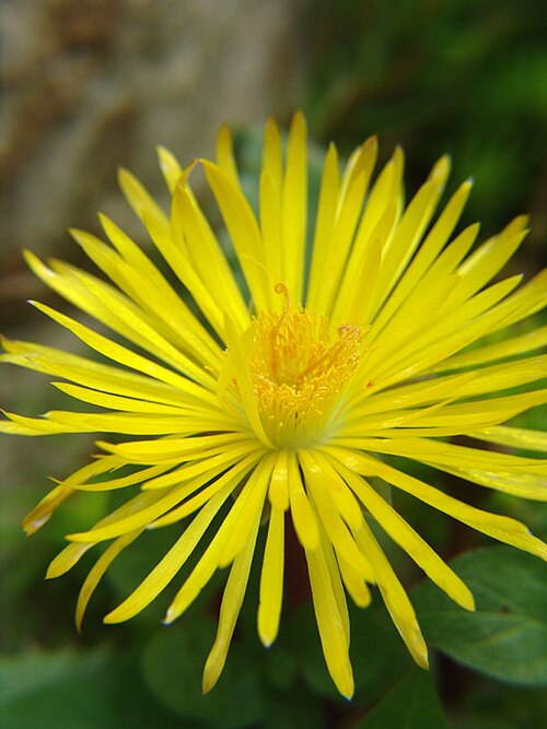 File:Carruanthus caninus flowers.jpg