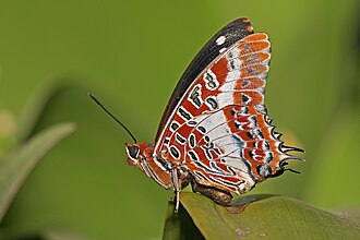 Charaxes brutus natalensis butterfly