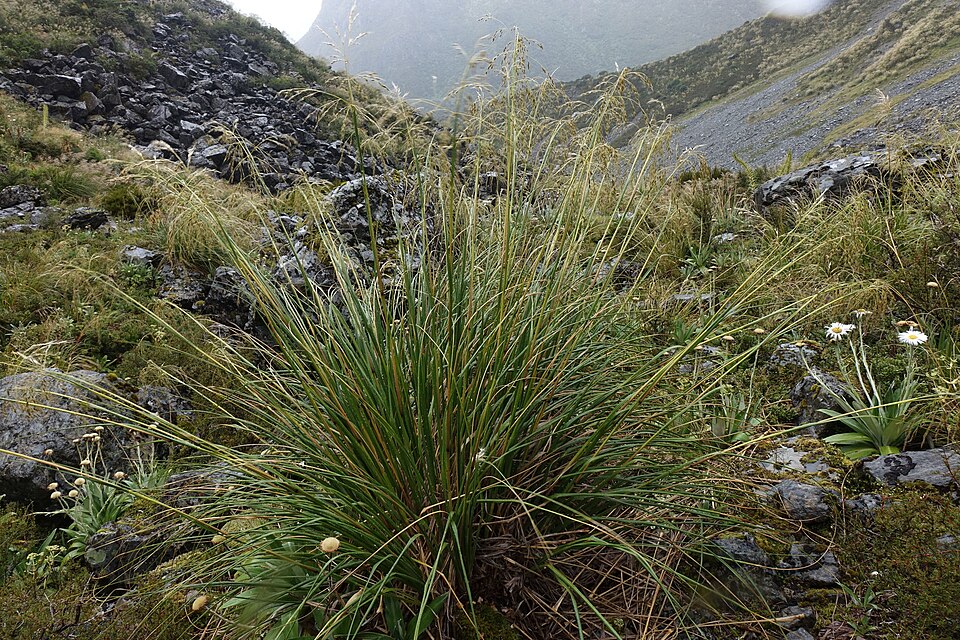File:Chionochloa flavescens 30635373.jpg