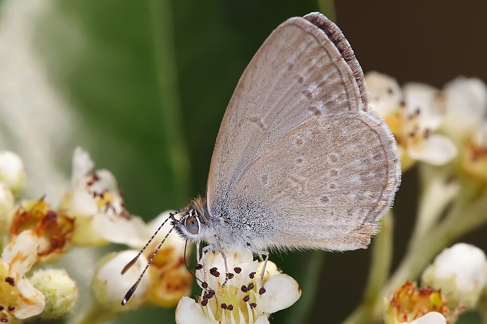 File:Common grass blue.jpg