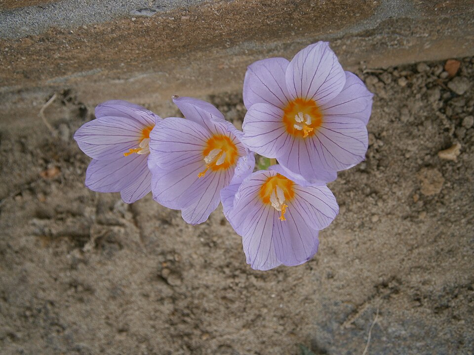 File:Crocus kotschyanus between paving stones 02.JPG