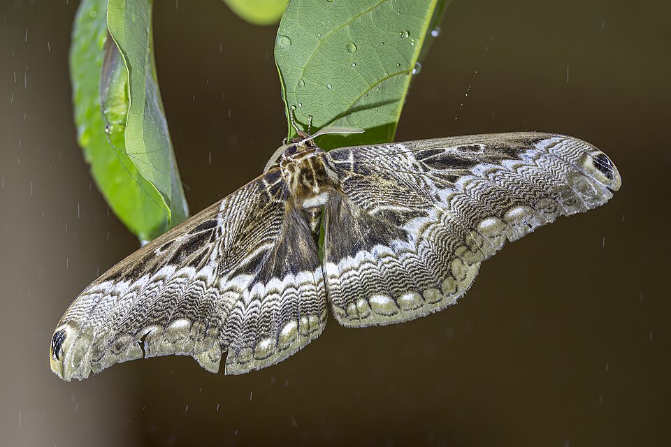 File:Dactyloceras lucina male Nyamebe Bepo.jpg