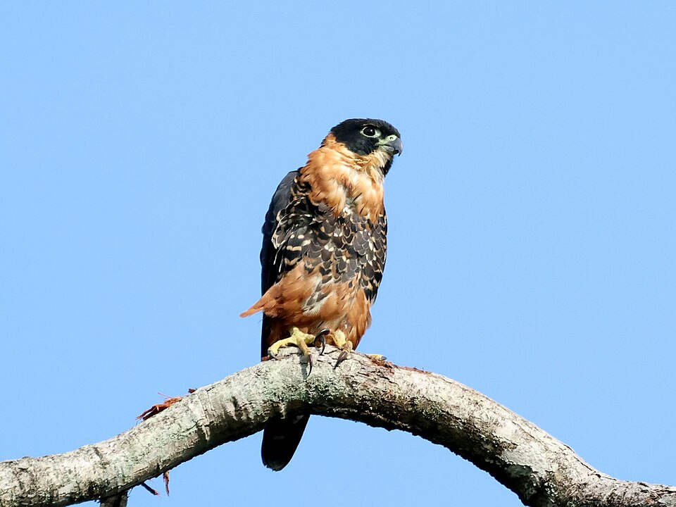 File:Falco deiroleucus, Georgetown, Guyana 3.jpg