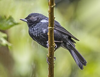 Glossy flowerpiercer Diglossa lafresnayii Colombia