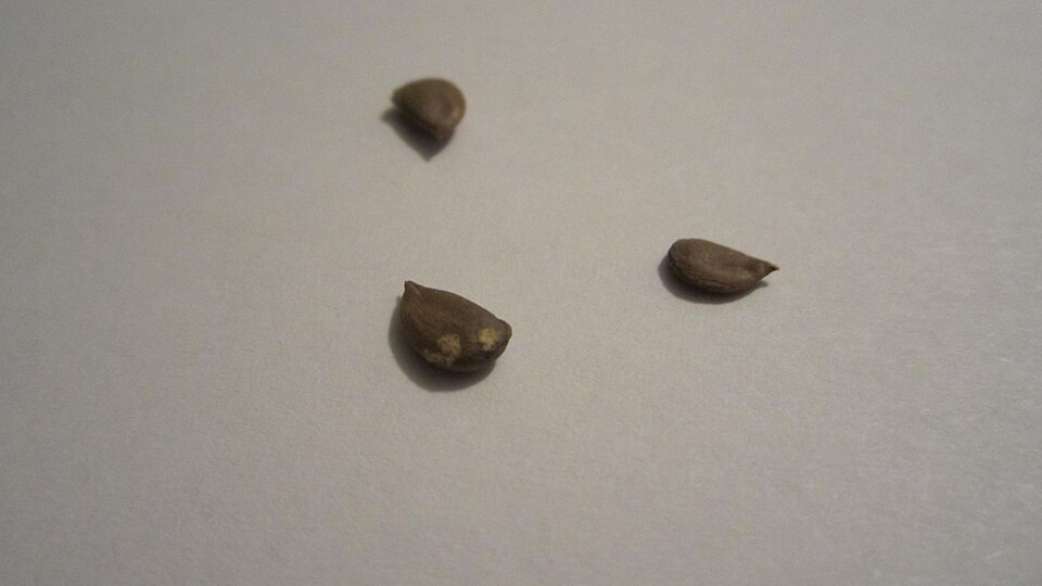 File:Golden Delicious Apple Seed.JPG