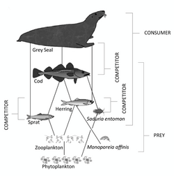 Illustration of the relations between the grey seal and its prey.