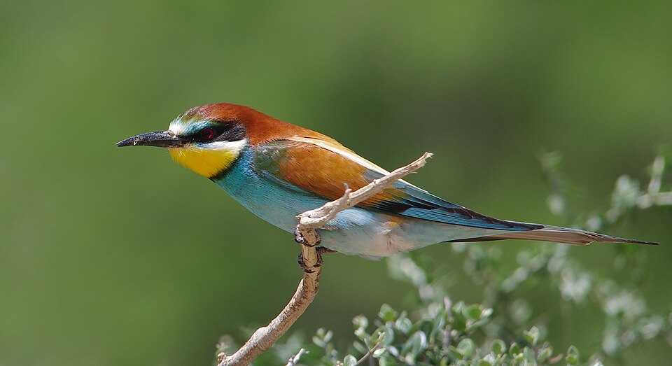 File:Guepier d'europe au parc national Ichkeul.jpg