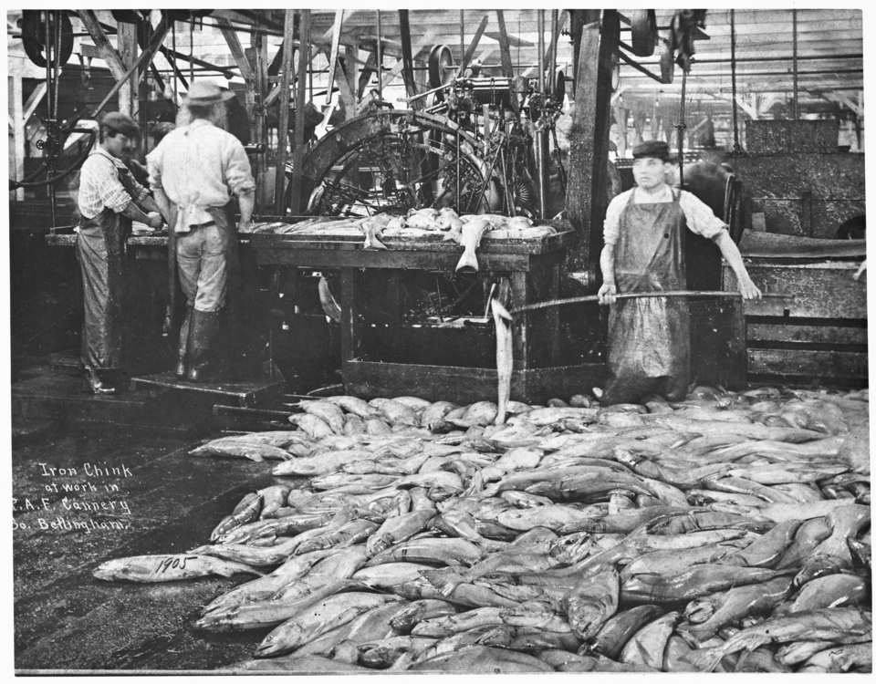 File:Iron Chink Bellingham 1905.png
