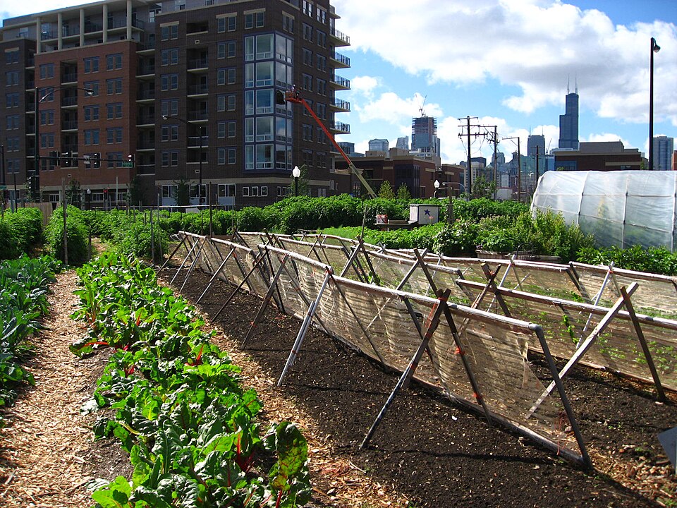File:New crops-Chicago urban farm.jpg