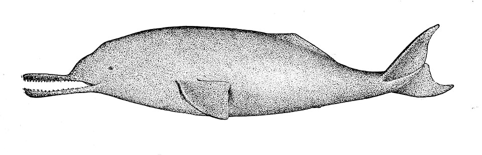 File:Platanista gangetica.jpg