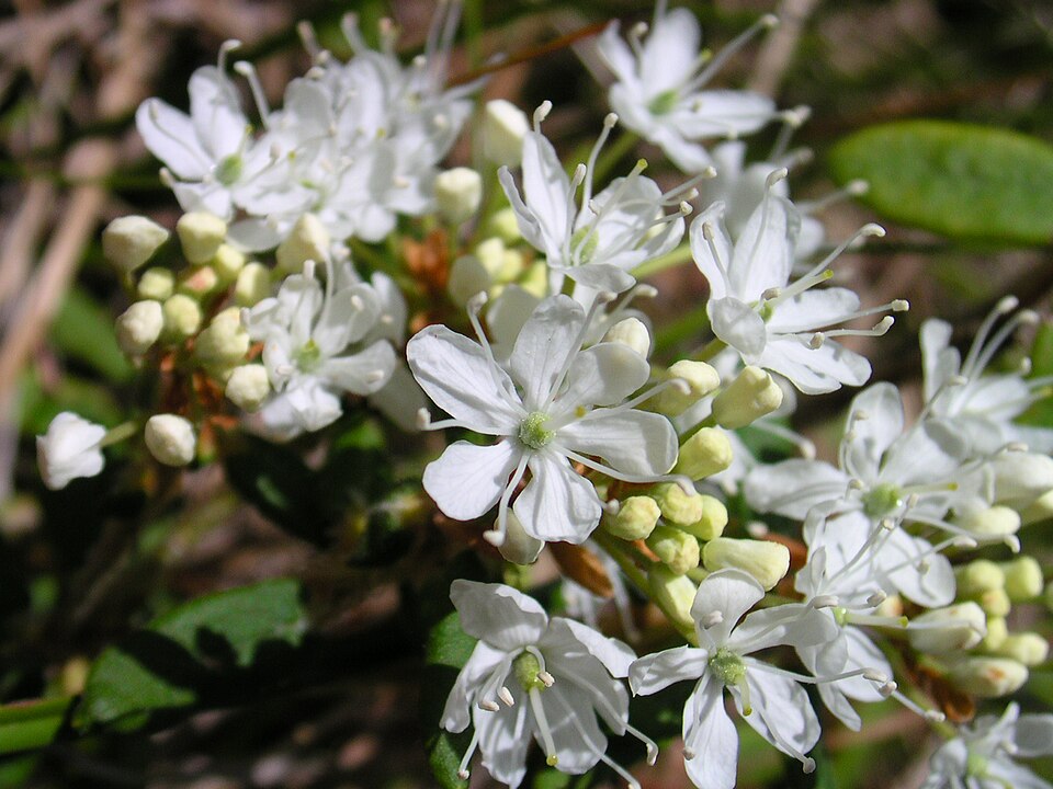 File:Prunus pumila 4 (5097489635).jpg