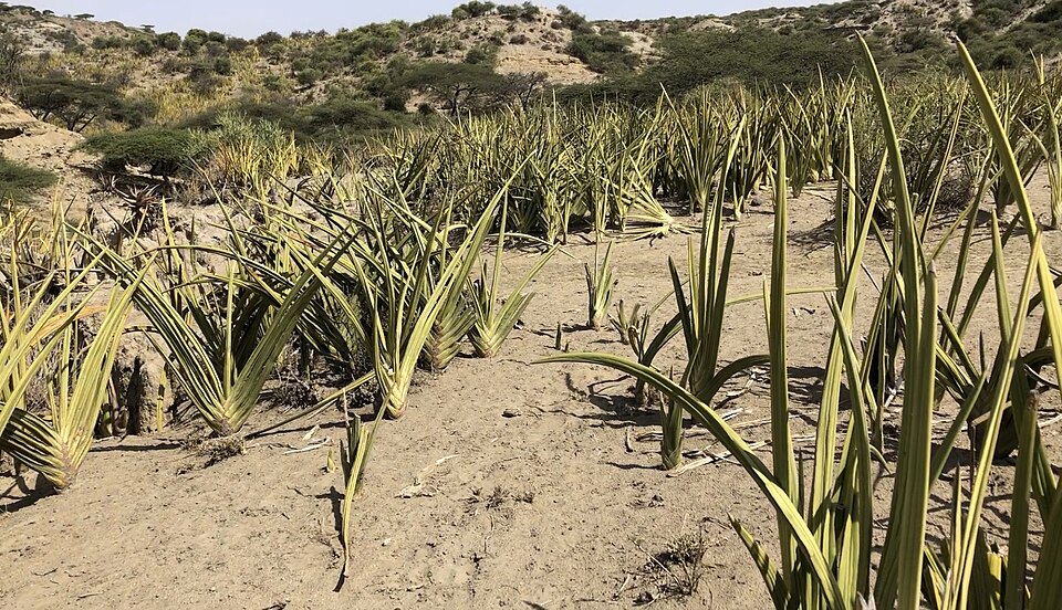 File:Sansevieria ehrenbergii clusters.jpg