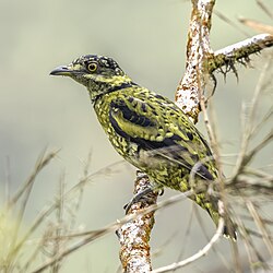 Scaled fruiteater Ampelioides tschudii) La Tangaras.jpg