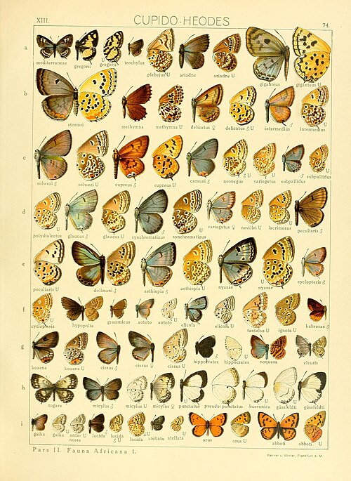 File:SeitzGrossschmett13Plate74.jpg