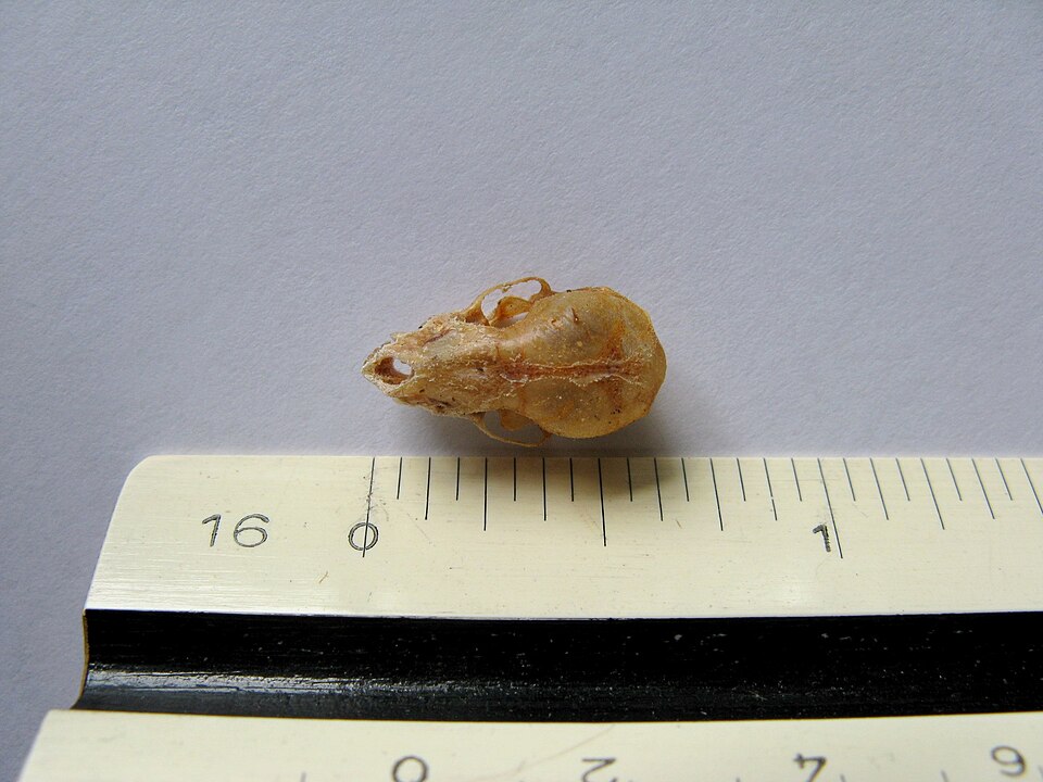 File:Size of a Bat skull.jpg