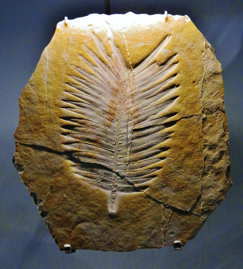 File:Zamites feneonis 34.JPG