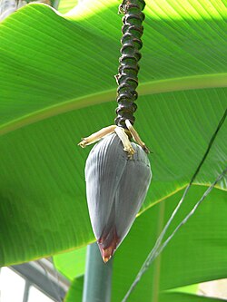 Bracts along a banana flower stalk surround rows of flowers
