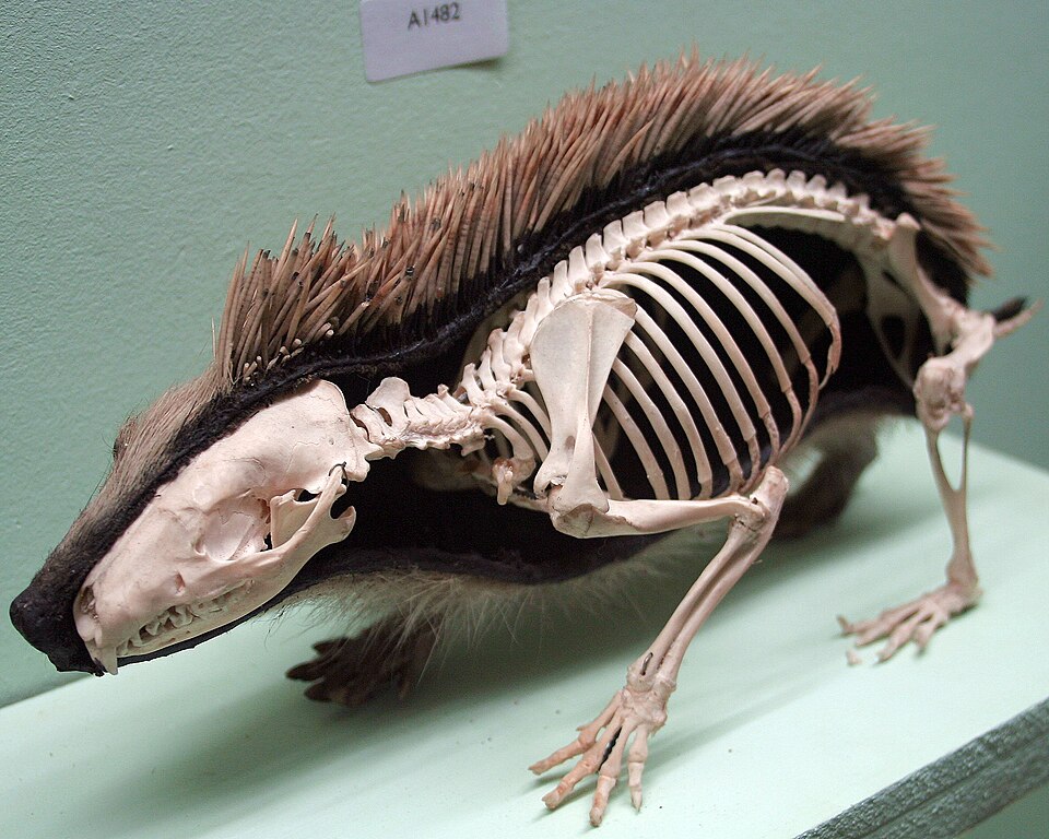 File:Cmglee Horniman hedgehog skin skeleton.jpg