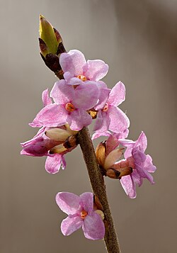 Daphne mezereum flowers - Keila