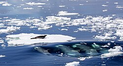 Killer whales hunting a crabeater seal (Wildlife)