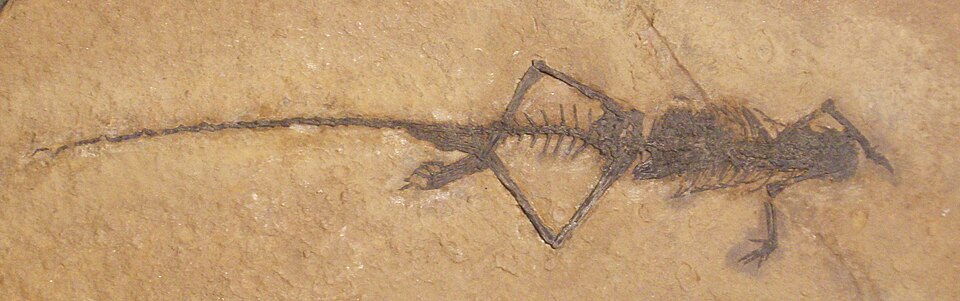 File:Langobardisaurus pandolfii 2.JPG