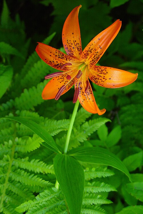 File:Lilium medeoloides Kurumayuri in Hakusan 2002-07-25.jpg