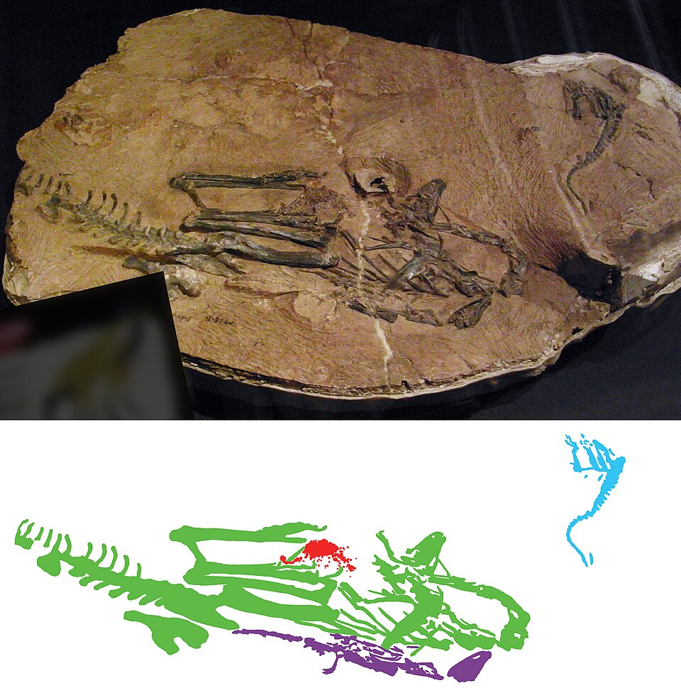File:Limusaurus slab colour coded.jpg
