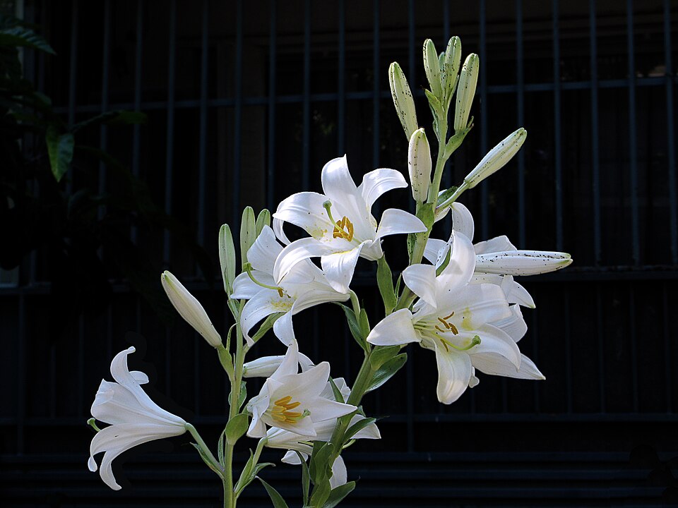File:Madonna Lily - Azucena (18399208946).jpg
