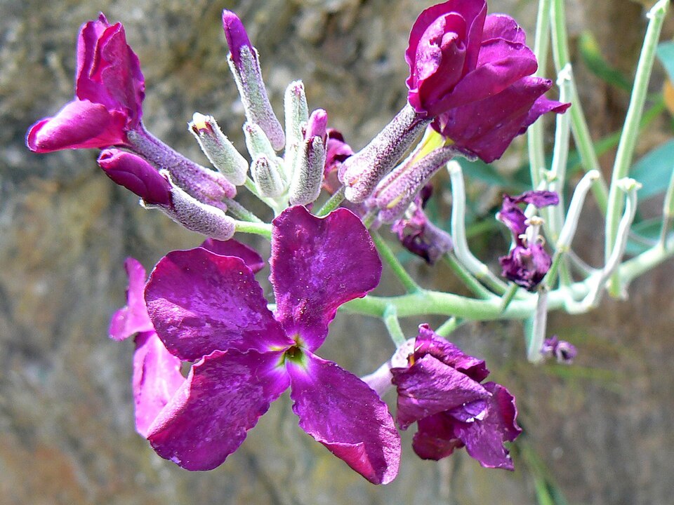 File:Matthiola incana 002.JPG