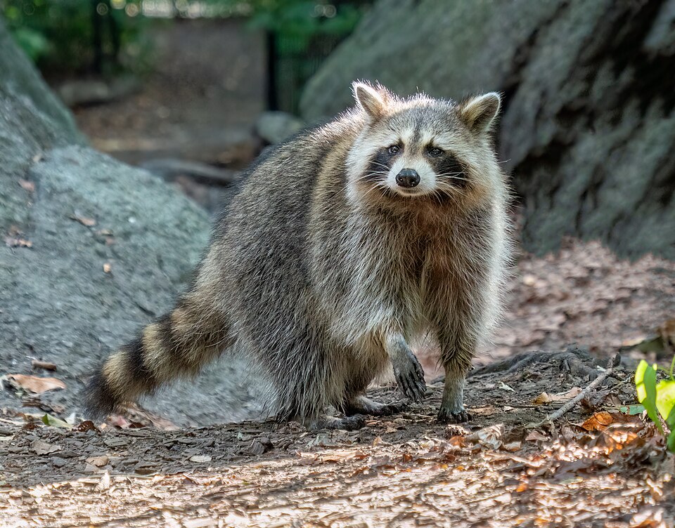 File:Raccoon in Central Park (35264).jpg