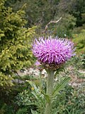 Rhaponticum carthamoides